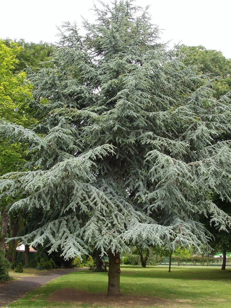 Blue Atlas Cedar
