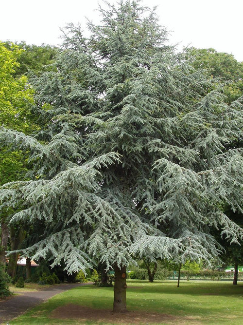 Blue Atlas Cedar