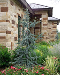 Blue Atlas Cedar