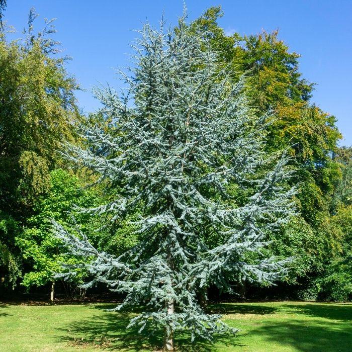 Blue Atlas Cedar