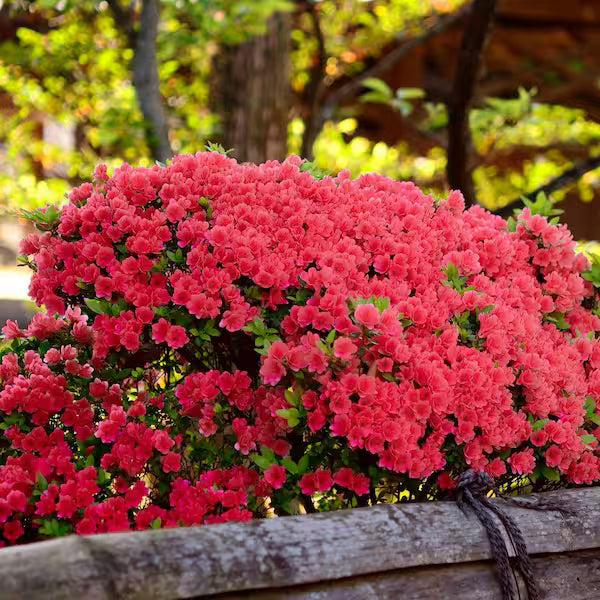 Fashion Azalea