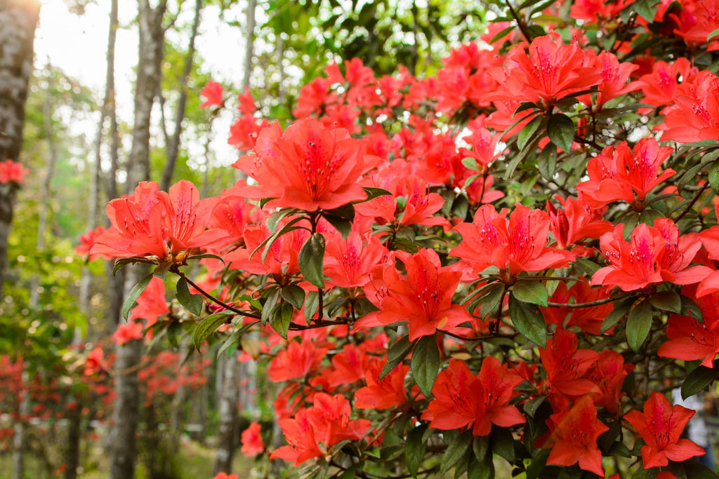 Fashion Azalea