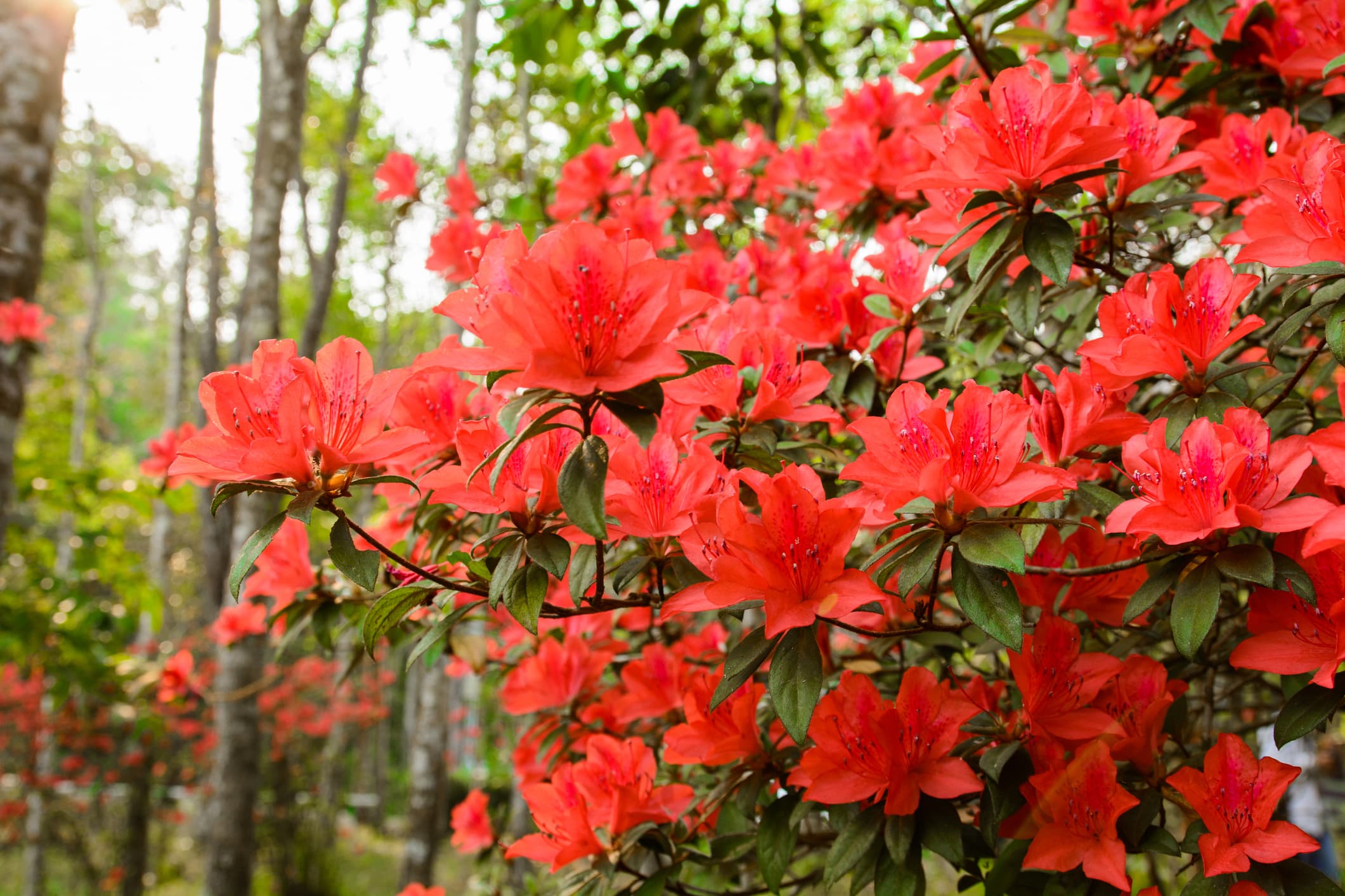 Fashion Azalea