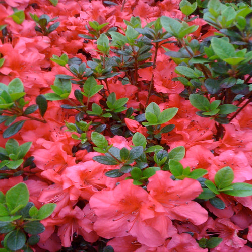 Fashion Azalea
