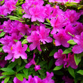 Formosa Azalea