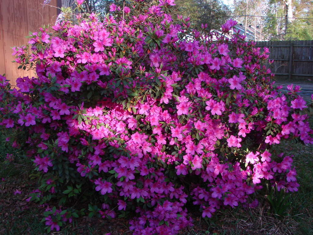 Formosa Azalea