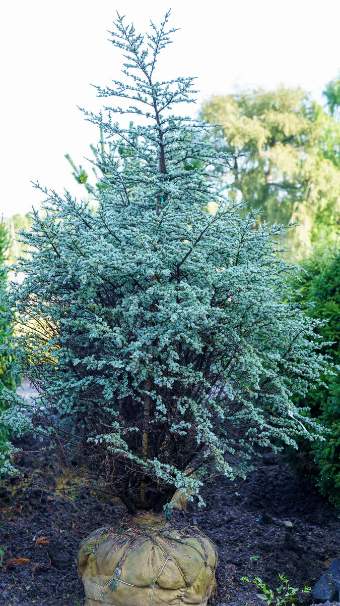 Hortsmann Blue Atlas Cedar