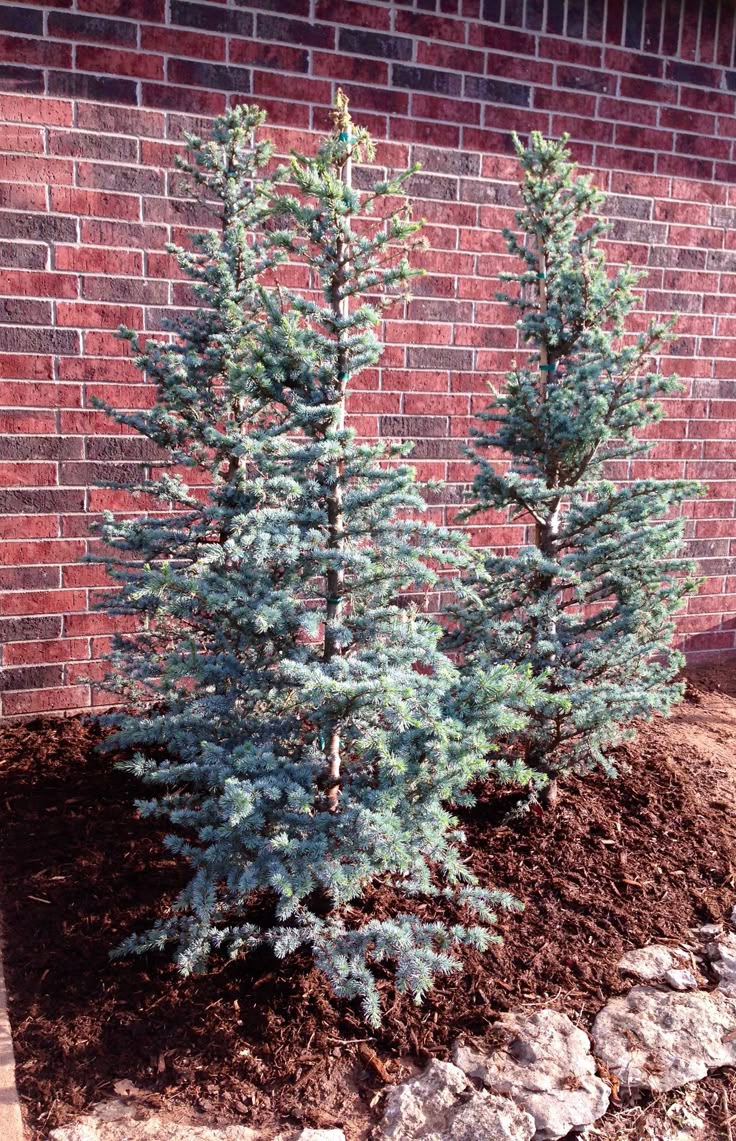 Hortsmann Blue Atlas Cedar