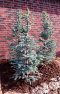 Hortsmann Blue Atlas Cedar
