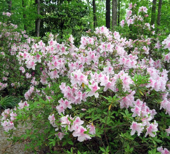 George Tabor Azalea