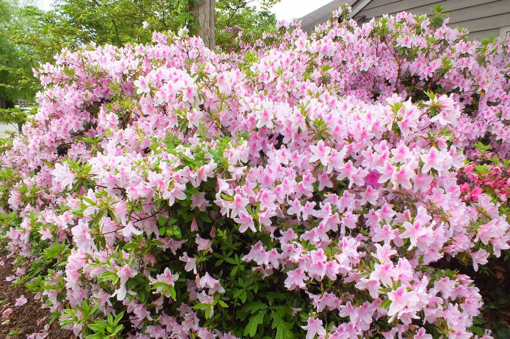 George Tabor Azalea