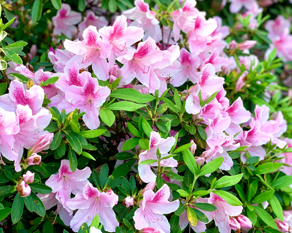 George Tabor Azalea