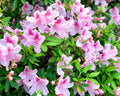 George Tabor Azalea